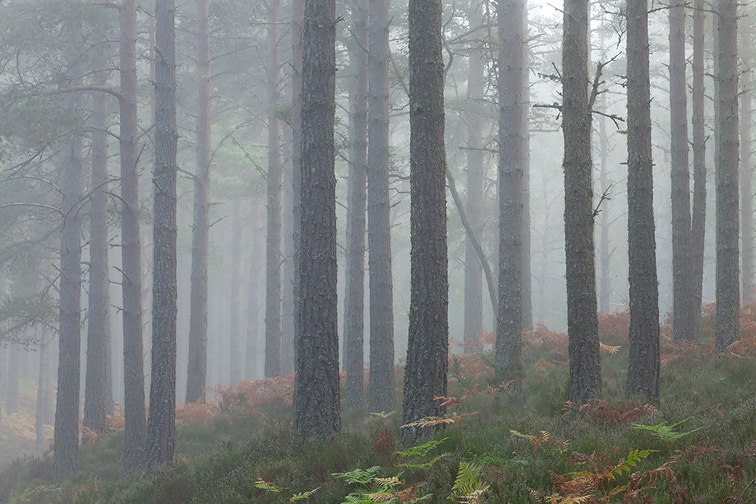 Scots pine (Pinus sylvestris) woodland interior in mist, Abernethy Forest, Scotland